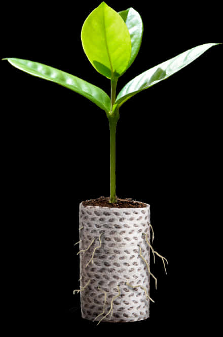 Young Plant Growing In Biodegradable Pot PNG Image