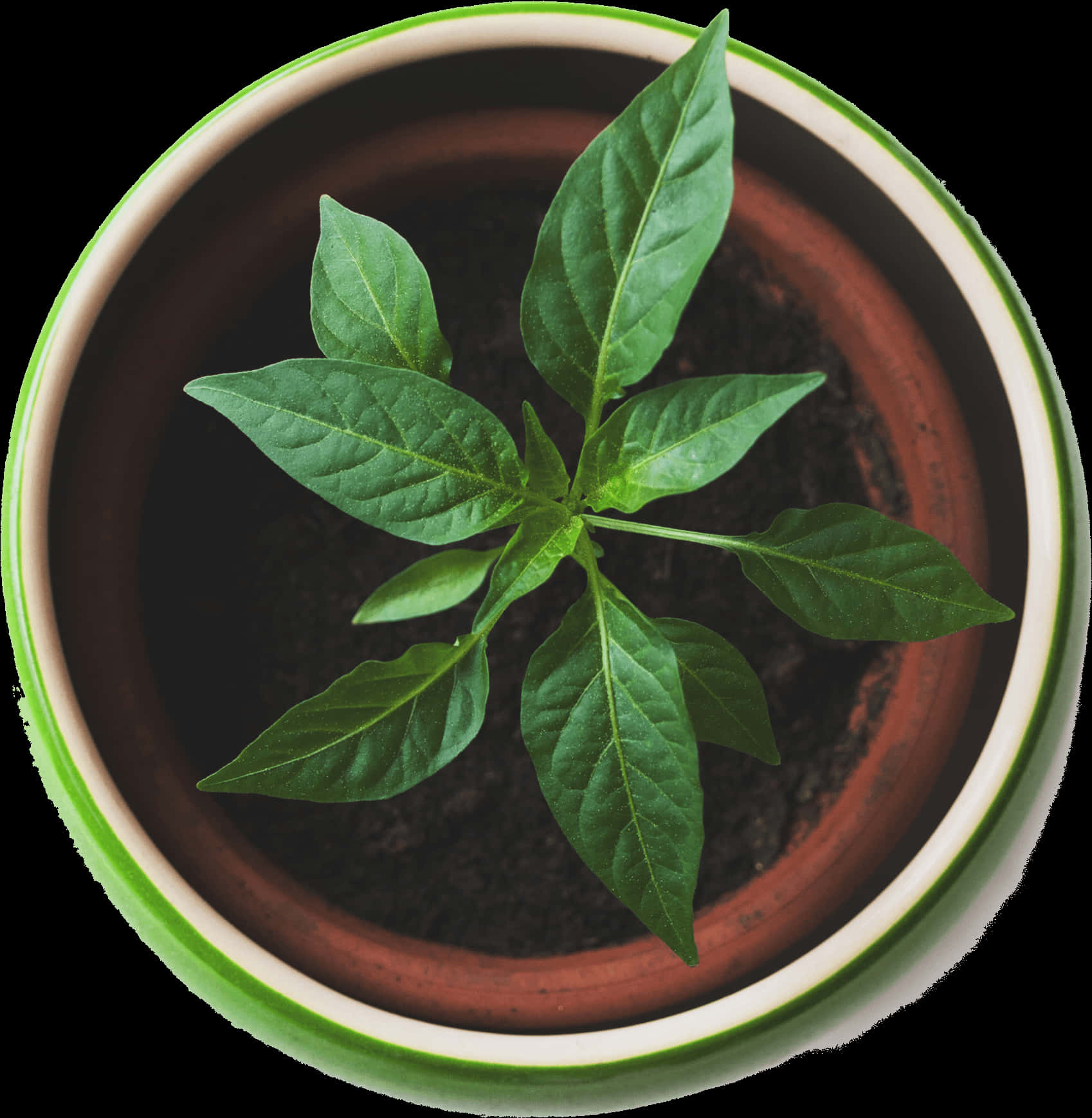 Young Plantin Terra Cotta Pot PNG Image