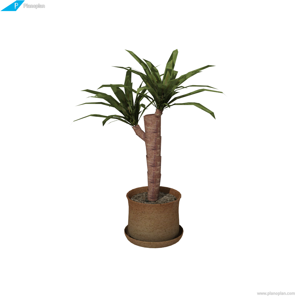 Yucca Plant Indoor Decor PNG Image