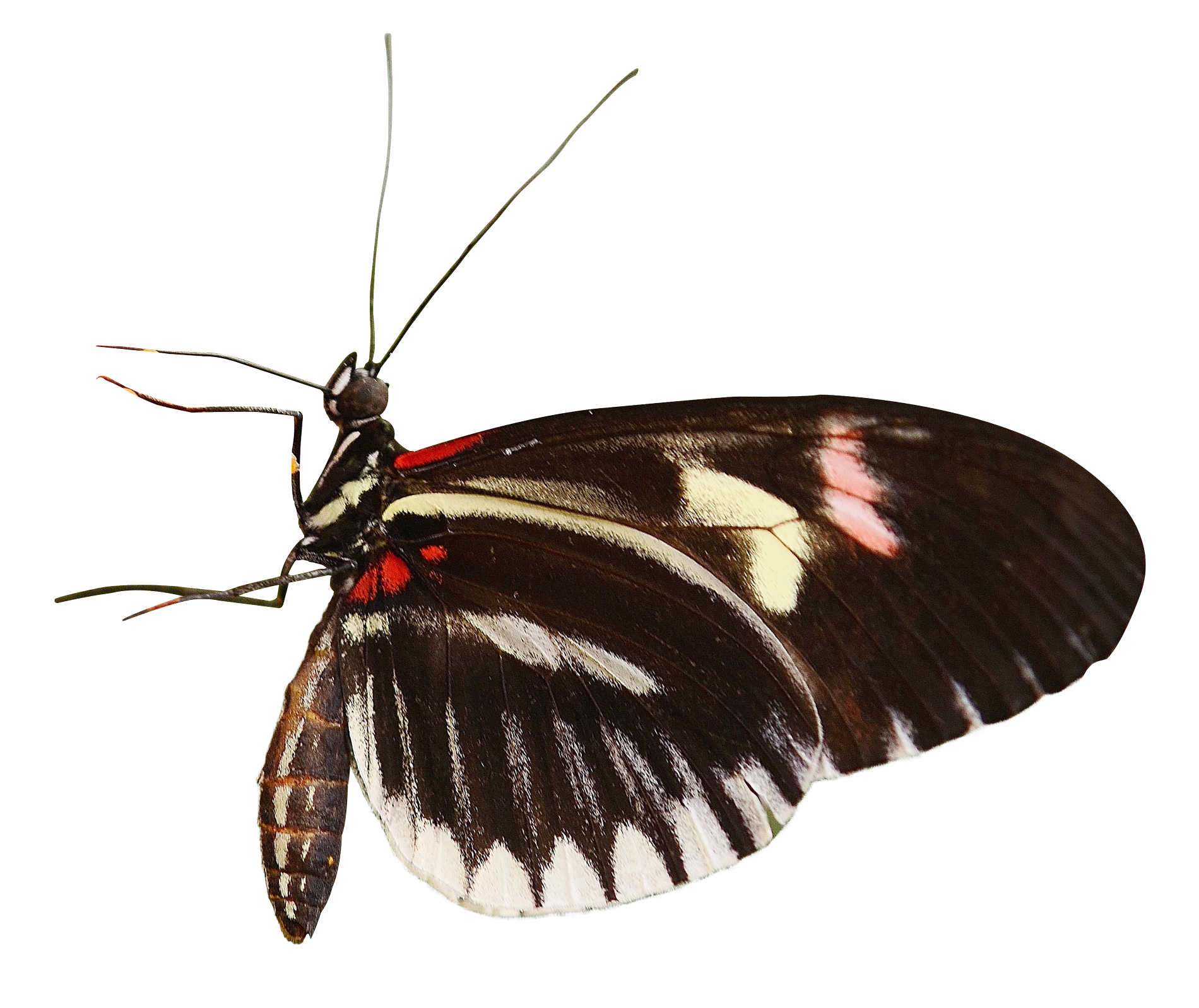 Zebra Winged Butterfly PNG Image