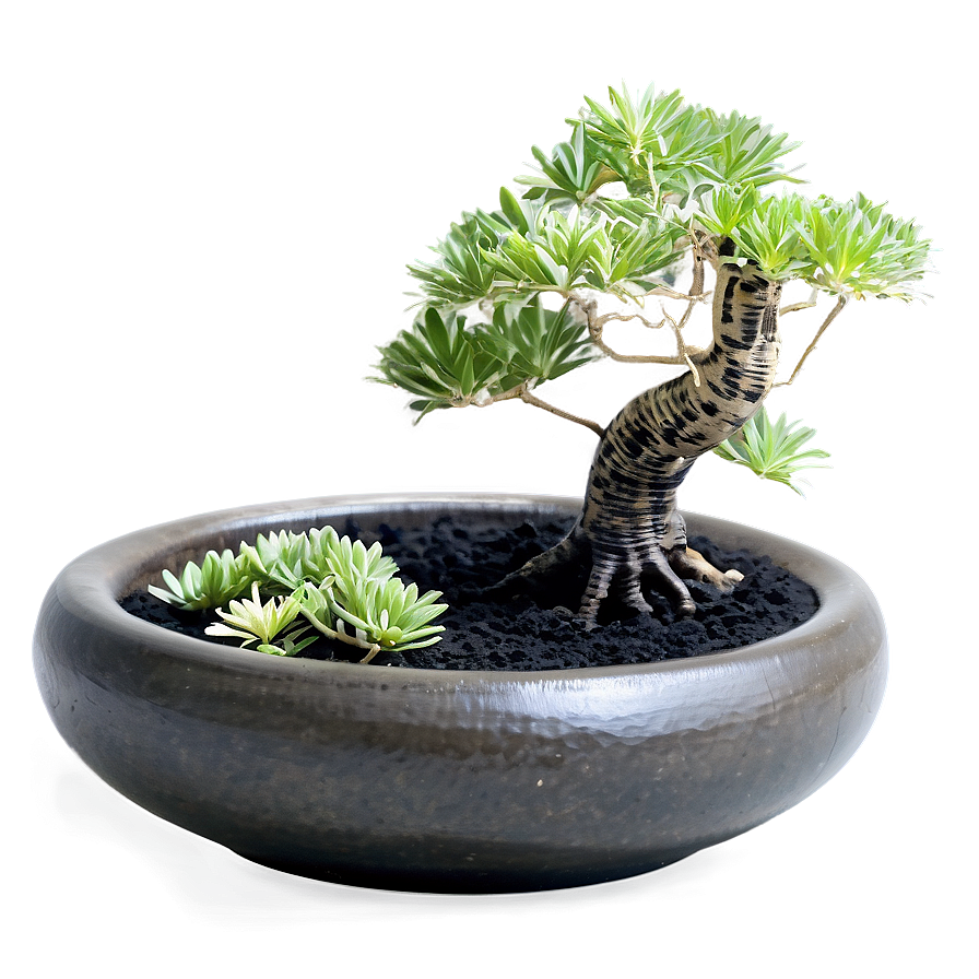 Zen Garden Plants Png Trj61 PNG Image