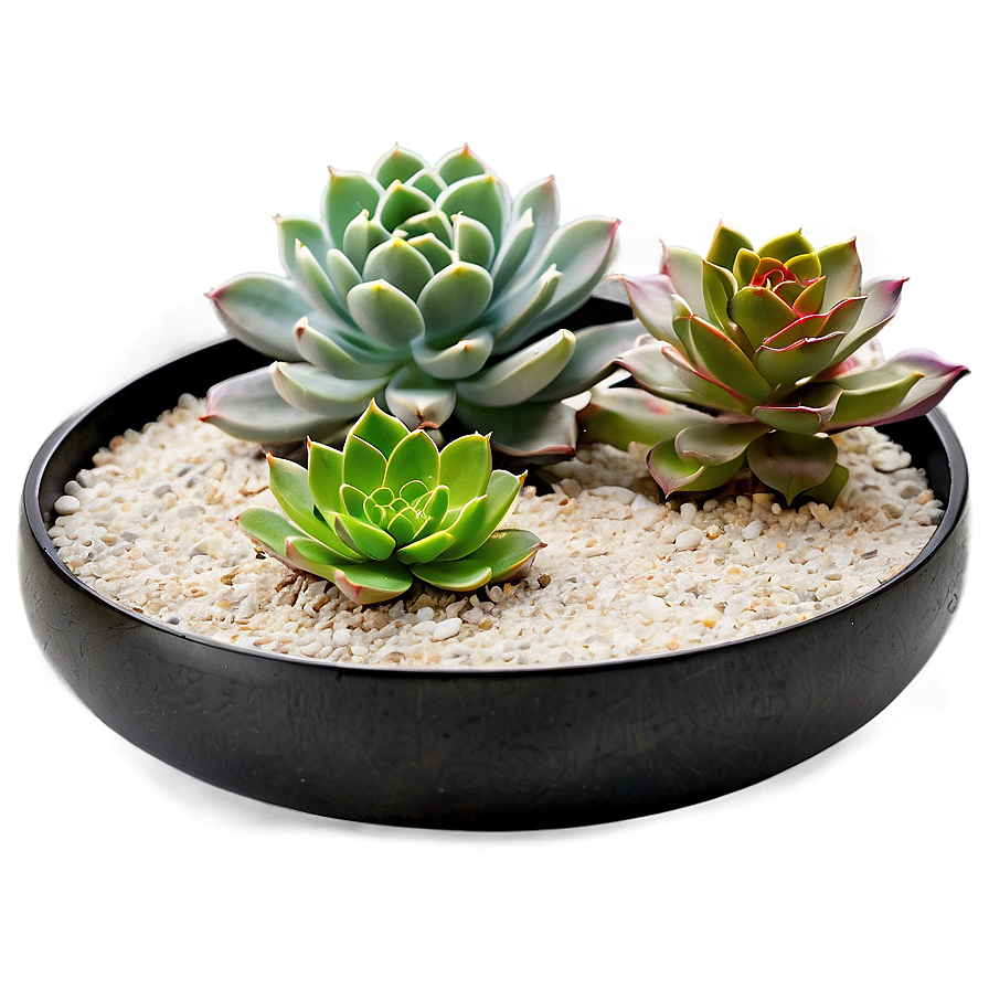 Zen Garden Succulents Png Cci PNG Image