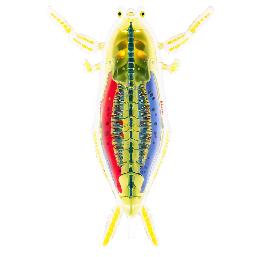 Zooplankton Anatomy Png Cvj PNG Image