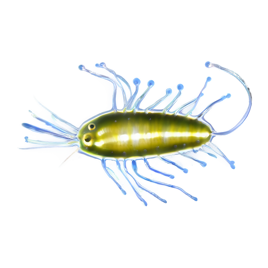 Zooplankton In Marine Biology Png 06292024 PNG Image