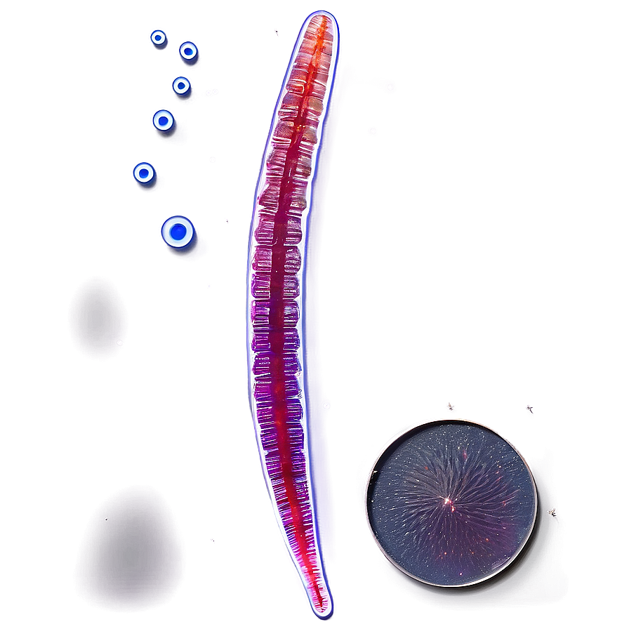 Zooplankton In Water Sample Png 24 PNG Image