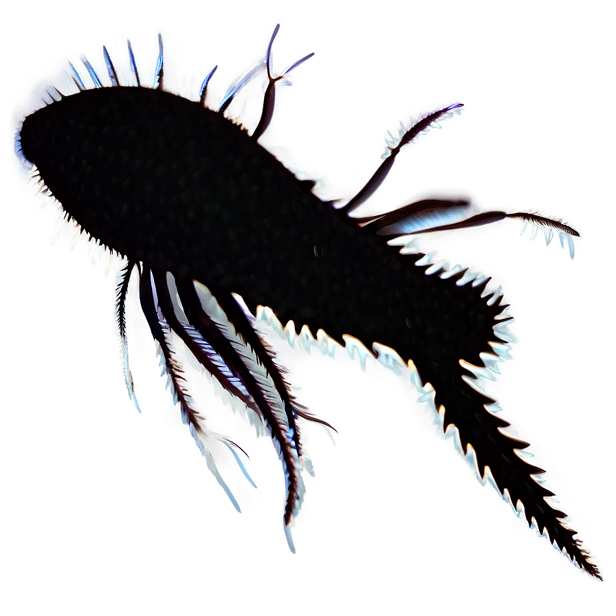 Zooplankton Silhouette Png Nae95 PNG Image