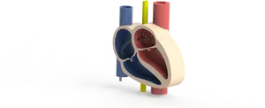 3 D Heart Model Cutaway View PNG Image