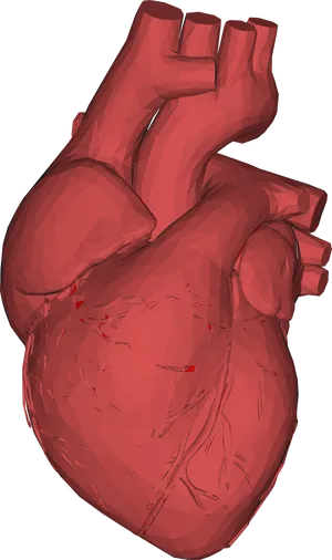 3 D Model Red Human Heart PNG Image