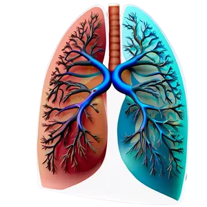 3d Lung Model Png Mym86 PNG Image