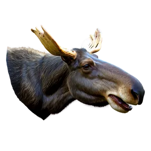 3d Rendered Moose Head Png 06292024 PNG Image