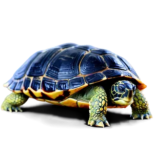 3d Rendered Turtle Shell Png 06132024 PNG Image