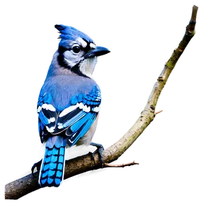 Abstract Blue Jay Image Png Hae33 PNG Image