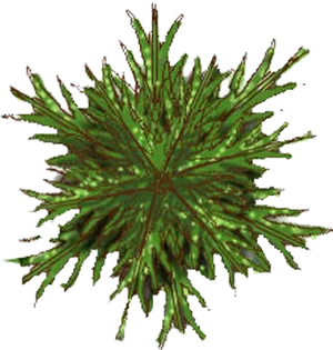 Abstract Green Tree Top View PNG Image