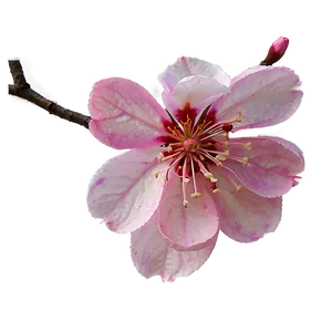 Abstract Sakura Flower Png Lrl PNG Image