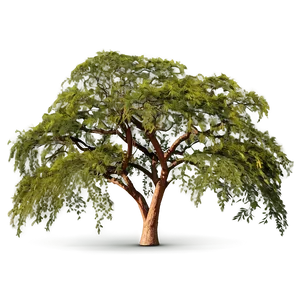 Acacia Tree Canopy View Png Vgq56 PNG Image