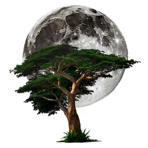 Acacia Tree Full Moon Night Png 36 PNG Image