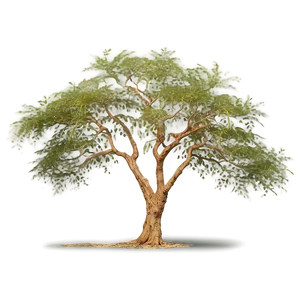 Acacia Tree Safari Background Png Gbr68 PNG Image