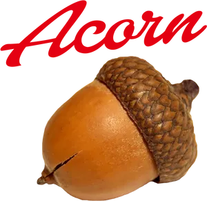 Acorn Brand Logo PNG Image