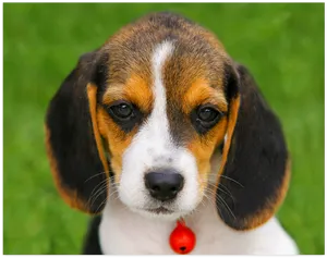 Adorable Beagle Puppy Green Background PNG Image