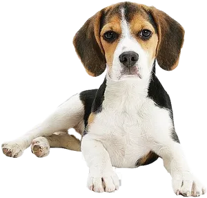 Adorable Beagle Puppy Lying Down PNG Image