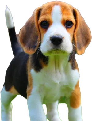 Adorable Beagle Puppy Portrait PNG Image