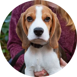 Adorable Beagle Puppy Portrait PNG Image