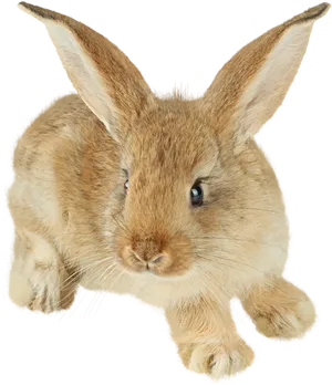 Adorable Brown Rabbit Illustration PNG Image