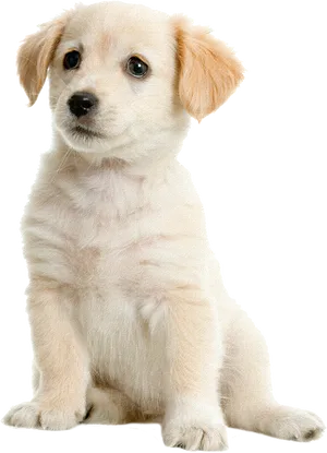 Adorable Cream Puppy Sitting PNG Image