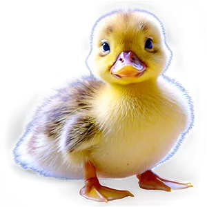 Adorable Duckling Png Mmu PNG Image