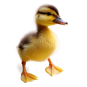 Adorable Duckling Png Nch88 PNG Image