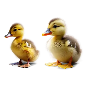 Adorable Duckling Png Nfr4 PNG Image