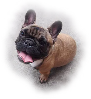 Adorable French Bulldog Puppy Looking Up PNG Image