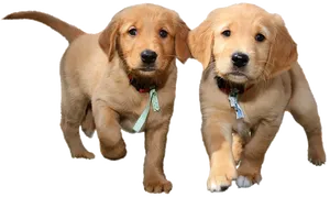 Adorable Golden Retriever Puppies PNG Image