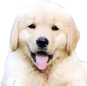 Adorable Golden Retriever Puppy PNG Image