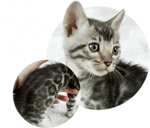 Adorable Kitten Love PNG Image