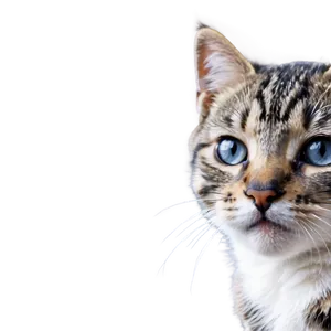 Adorable Kitty Png Lcx PNG Image