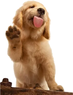 Adorable Labrador Puppy Waving PNG Image