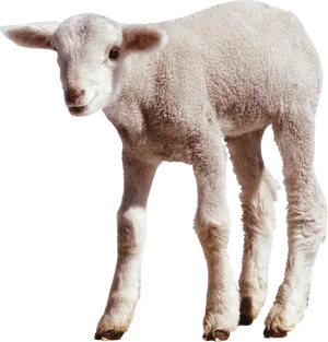 Adorable Lamb Standing PNG Image