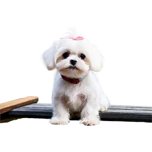 Adorable Maltese Sitting Png 06282024 PNG Image