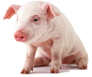 Adorable Pigleton Black Background.jpg PNG Image