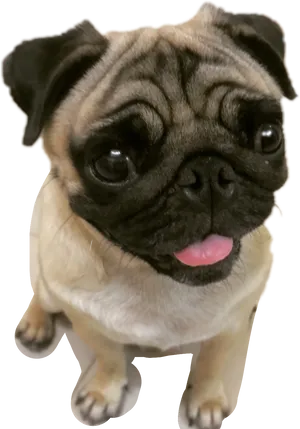 Adorable Pug Puppy Looking Up PNG Image