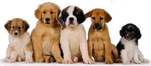 Adorable Puppy Quintet PNG Image