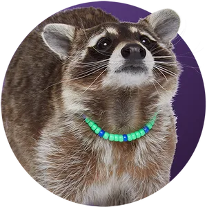 Adorable Raccoonwith Bead Necklace PNG Image