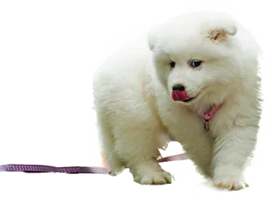 Adorable Samoyed Puppy With Leash PNG Image