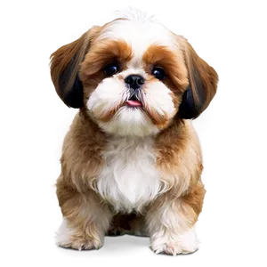 Adorable Shih Tzu Breed Png Gwu PNG Image