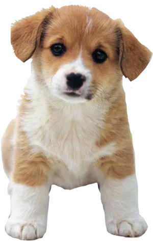 Adorable Tanand White Puppy PNG Image