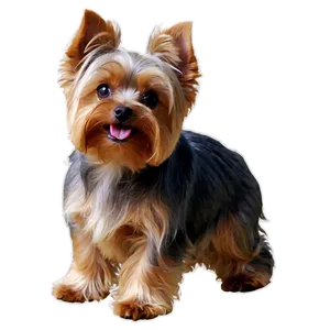 Adorable Yorkie Dog Png 06242024 PNG Image