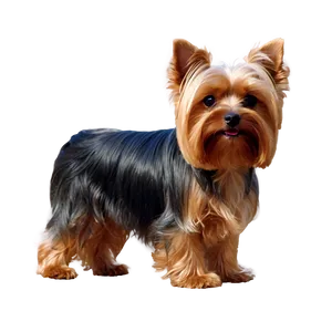 Adorable Yorkie Dog Png Ded93 PNG Image