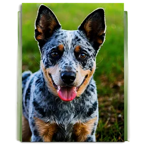 Adult Blue Heeler Portrait Png Wrj PNG Image