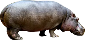 Adult Hippopotamus Isolated PNG Image